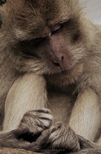 El genoma del Macaco Rhesus