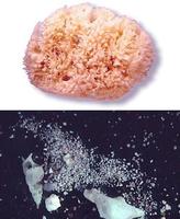 Retirado un lote de esponjas naturales por riesgo de provocar lesiones