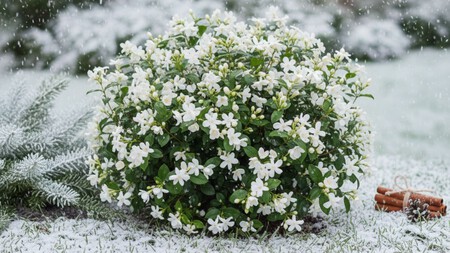 Jardin 20251209 111138 0002