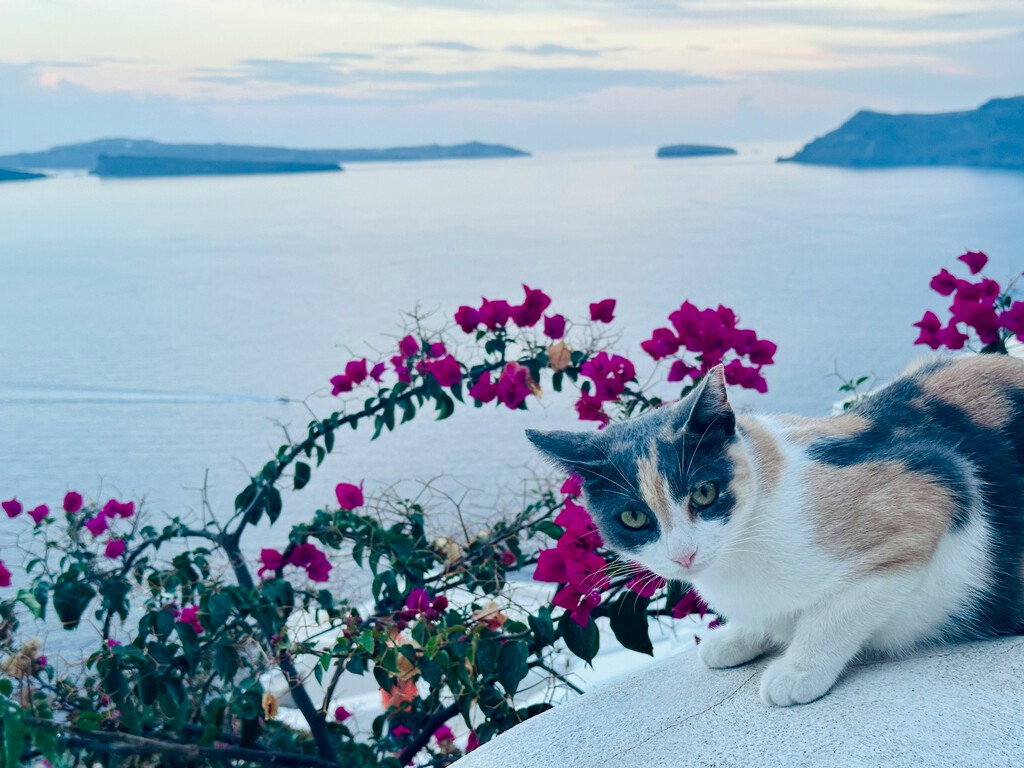 Si tu sueño es vivir gratis en una isla griega a cambio de cuidar gatos callejeros, tenemos una excelente noticia que contarte