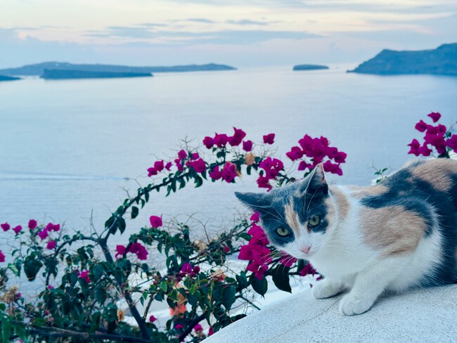 Richard Liu Hjgjwlbdnpg Unsplash