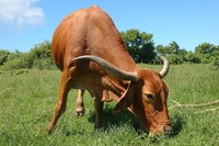 Las vacas que no querían acrobacias en moto