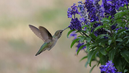 Colibrí en salvia morada.