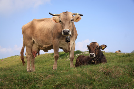 Las vacas, los cerdos y las ovejas son cada vez más grandes
