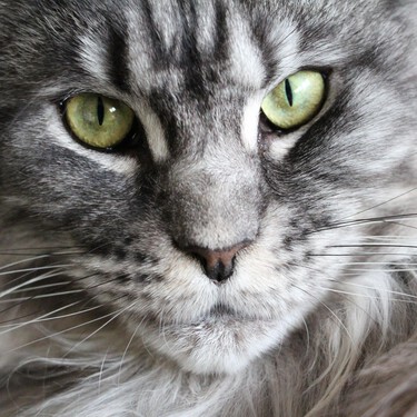 Maine Coon, el gato gigante y afable preparado para los inviernos más duros que te puedas imaginar 