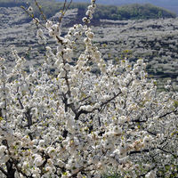 Los cerezos del Jerte están a punto de florecer y habrá rutas gratuitas para verlos 