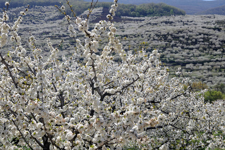Los cerezos del Jerte están a punto de florecer y habrá rutas gratuitas para verlos