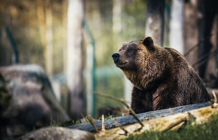Oso