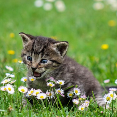Para una buena higiene intestinal, asegúrate de que tu gato consume malta y hierba para gatos. Aquí tienes las mejores opciones