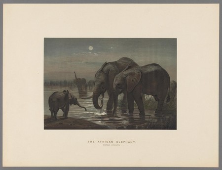 Descarga gratis 150.000 ilustraciones botánicas y de animales en la Biblioteca del Patrimonio de la Biodiversidad