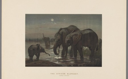 Descarga gratis 150.000 ilustraciones botánicas y de animales en la Biblioteca del Patrimonio de la Biodiversidad