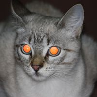 Achávamos que conhecíamos tudo sobre os felinos, mas a ciência revela que a visão noturna dos gatos não é bem como imaginávamos 