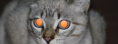 Achávamos que conhecíamos tudo sobre os felinos, mas a ciência revela que a visão noturna dos gatos não é bem como imaginávamos