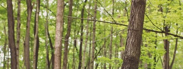 Tras pedirle a su novia matrimonio se agachó para pedirle a su hija si podía ser su padre