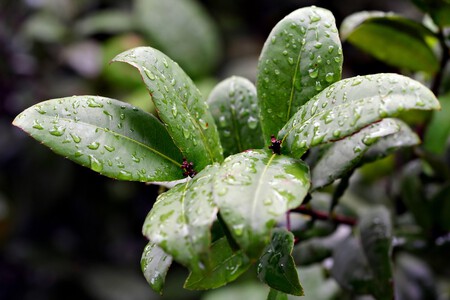 Cuáles son los cuidados de las plantas en épocas de lluvia y humedad