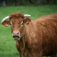 França registra a primeira morte humana pelo vírus Shamonda, que se acreditava ser exclusivo de vacas 
