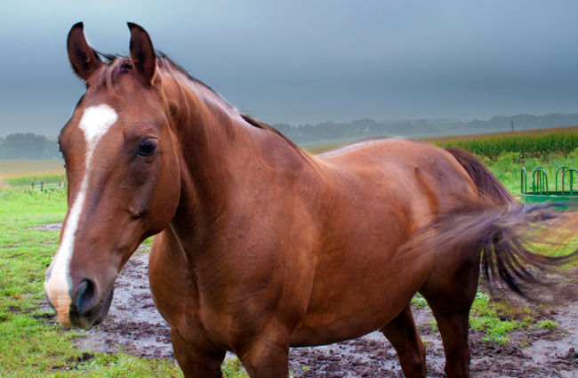 Caballo