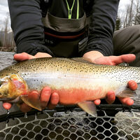 Los peces están evolucionando y son cada vez más pequeños. Son muy malas noticias