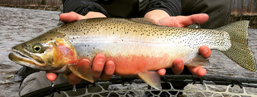 Los peces están evolucionando y son cada vez más pequeños. Son muy malas noticias