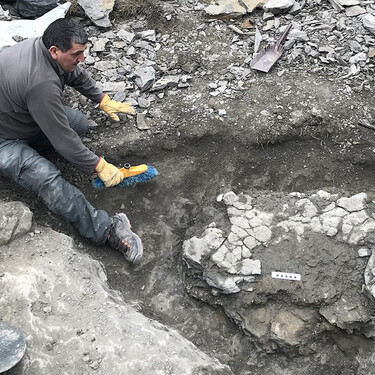 Descubren en España los restos de la gigantesca Tortuga Leviatán Enigmática, la más grande que haya existido en Europa 