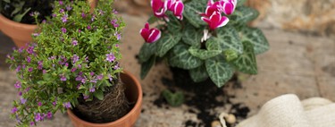 Acaba de llegar a Lidl la estantería para plantas que convertirá tu terraza en un vergel por menos de 15 euros