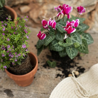 Lidl lanza el soporte para plantas perfecto para convertir sin esfuerzo tu terraza en un vergel: cuesta menos de 15 euros