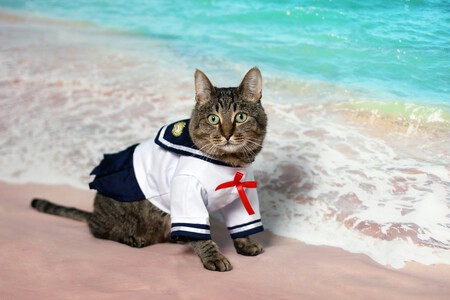 Gato disfrazado