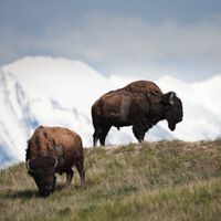 Compró 113.000 acres en Montana en 1989 y ahora, en lugar de ganado, tiene infinidad de animales salvajes campando a sus anchas 