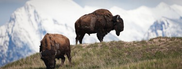 Compró 113.000 acres en Montana en 1989 y ahora, en lugar de ganado, tiene infinidad de animales salvajes campando a sus anchas 