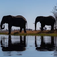 La misteriosa muerte de los elefantes de Botsuana: 350 ejemplares han aparecido muertos en dos meses sin causa aparente 
