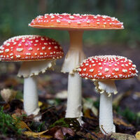 La IA ha aprendido a crear fotos de setas y Google las está mostrando. Es lo más peligroso que ha hecho hasta ahora 