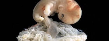 Qué sucede en el periodo embrionario: las primeras ocho semanas de vida del bebé 