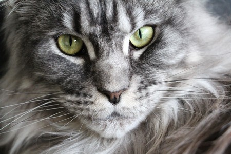 Maine Coon Raza Articulo