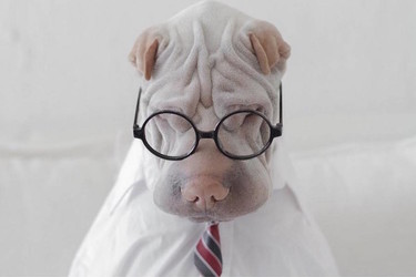 ¿Te gustan las mascotas? Morirás de amor con el Instagram de este Shar Pei llamado Paddington 