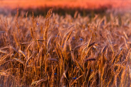 campo-cereales-natural