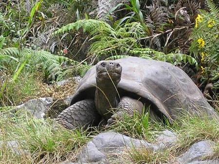 ¿Qué importa que las especies se extingan? (y II)