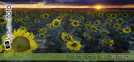Los caprichos de las marcas