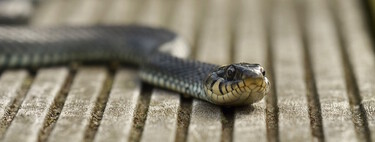 Siete formas naturales y sencillas para mantener las serpientes siempre lejos de casa 