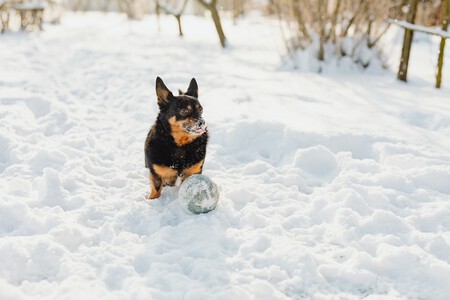 Un perro pequeño en la nieve