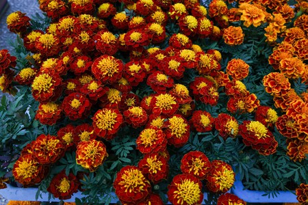 Todo sobre el Festival de Flores de Cempasúchil en CDMX: fechas, horarios y sedes para encontrar la "flor de 20 pétalos"