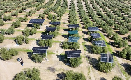 Paneles Solares Junto A Olivos