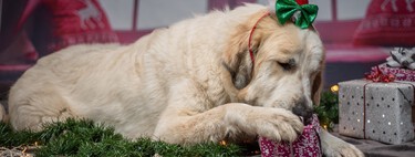 Guía para sobrevivir a la Navidad sin accidentes con nuestros perros y gatos 