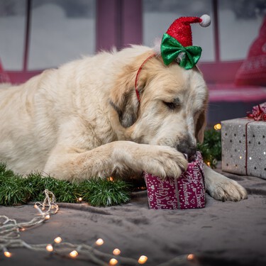 Guía para sobrevivir a la Navidad sin accidentes con nuestros perros y gatos 