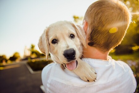 Abrazo Perro Nino