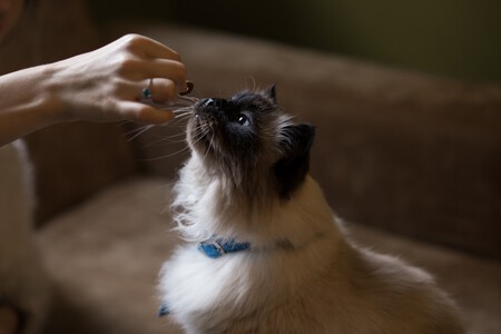 Gato comiendo un snack