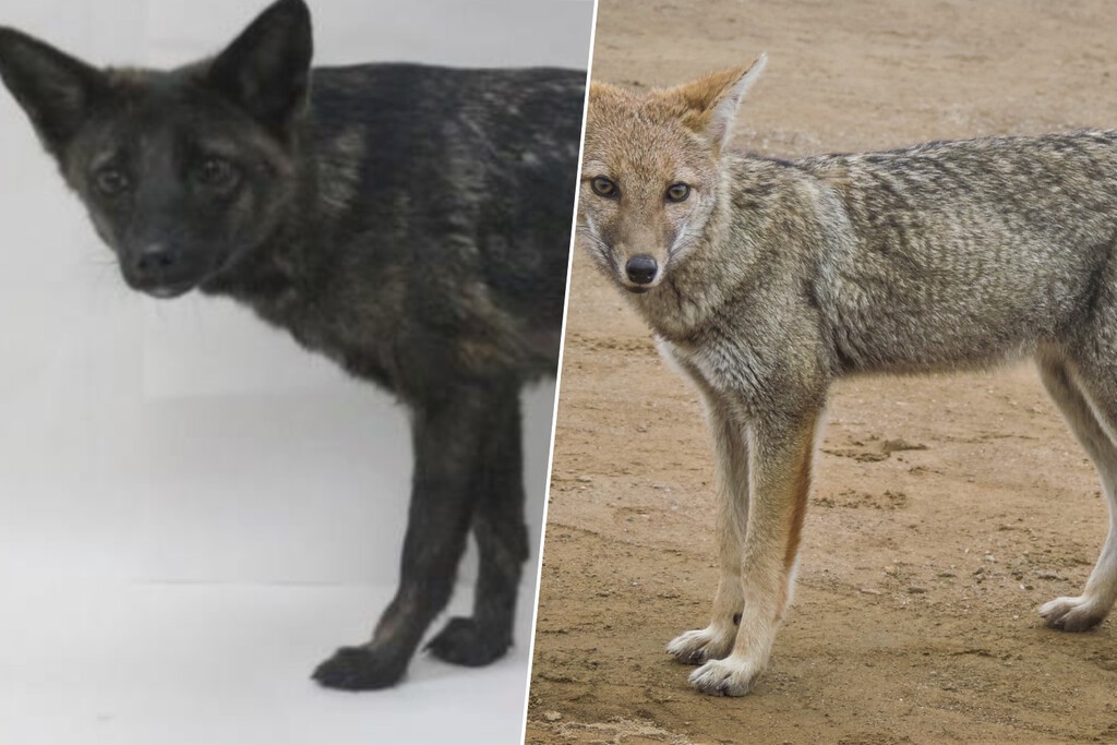 Alguien atropelló a un perro en Brasil. Los análisis revelaron que la criatura ni era un perro ni debería haber existido