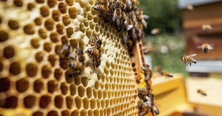 Abelhas | Fonte: Getty Images