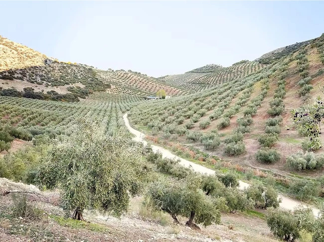 Aceite De Oliva Barato