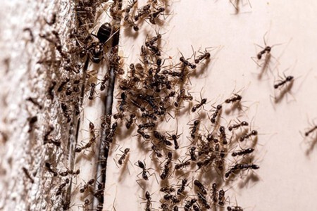 Infestacion De Hormigas En Casa