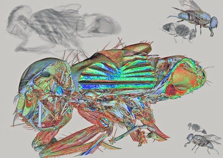 La mejor microfotografía de 2013